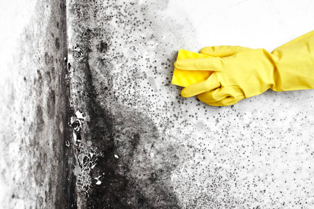 Trusted Pinardville, NH Mold Remediation Experts